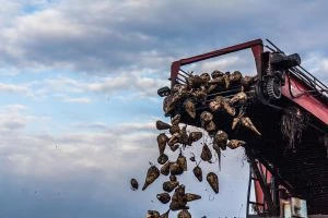 Виробництво цукру в Європі падає до десятирічного мінімуму
